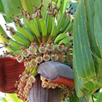 Organically fertilized banana tree