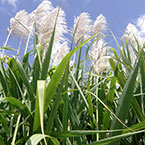 Organically grown sugar cane